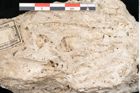 Foto (Detailansicht) von Pinus silvestris L. (NHMW-GEO-2024-0188-11307)